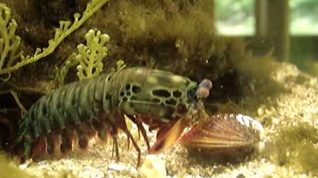 养这种观赏虾得注意了,请务必用防弹玻璃鱼缸,战斗皮皮虾?