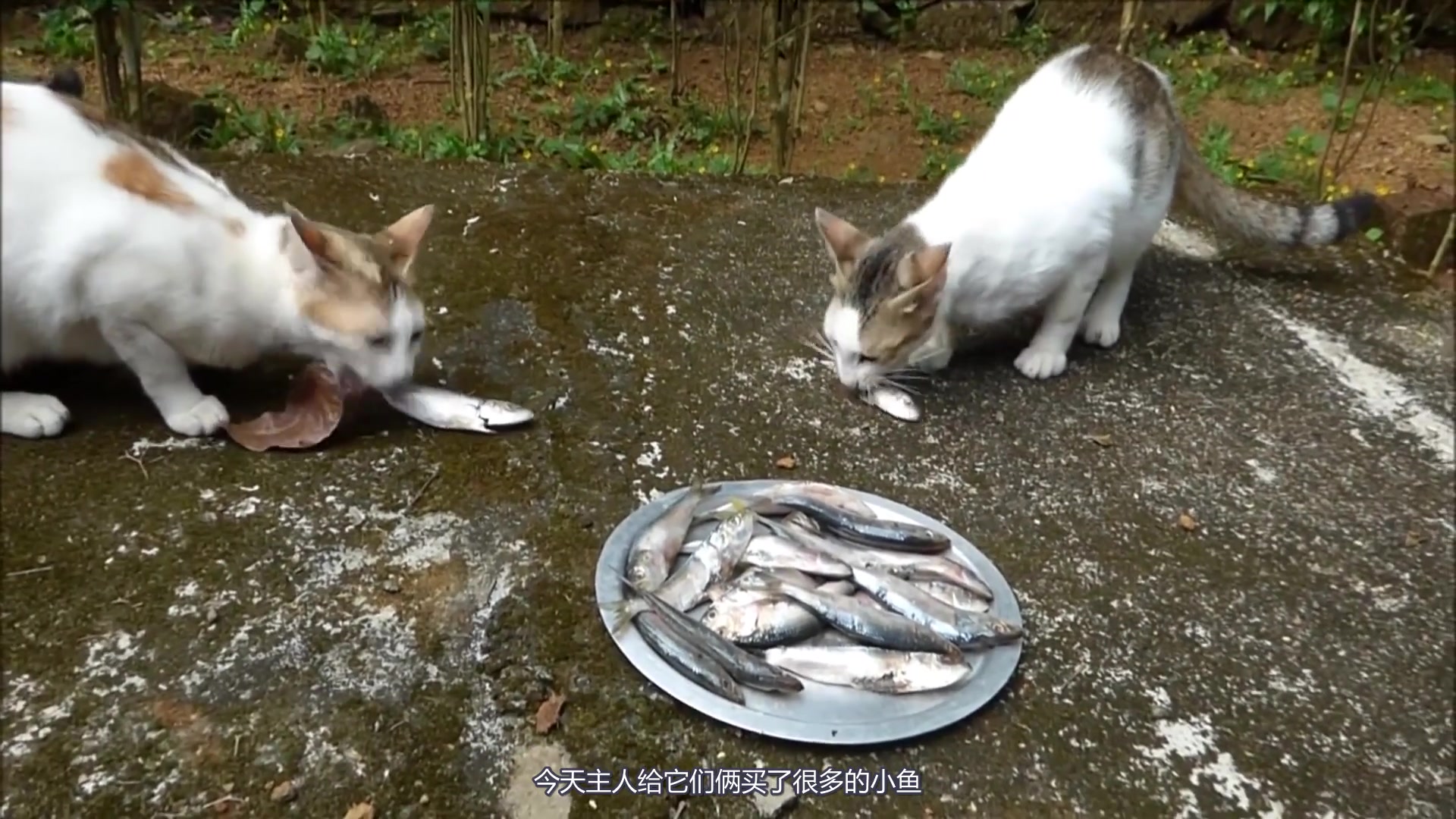 这两只流浪猫太瘦了,一会儿的时间一大盘小鱼吃完了!