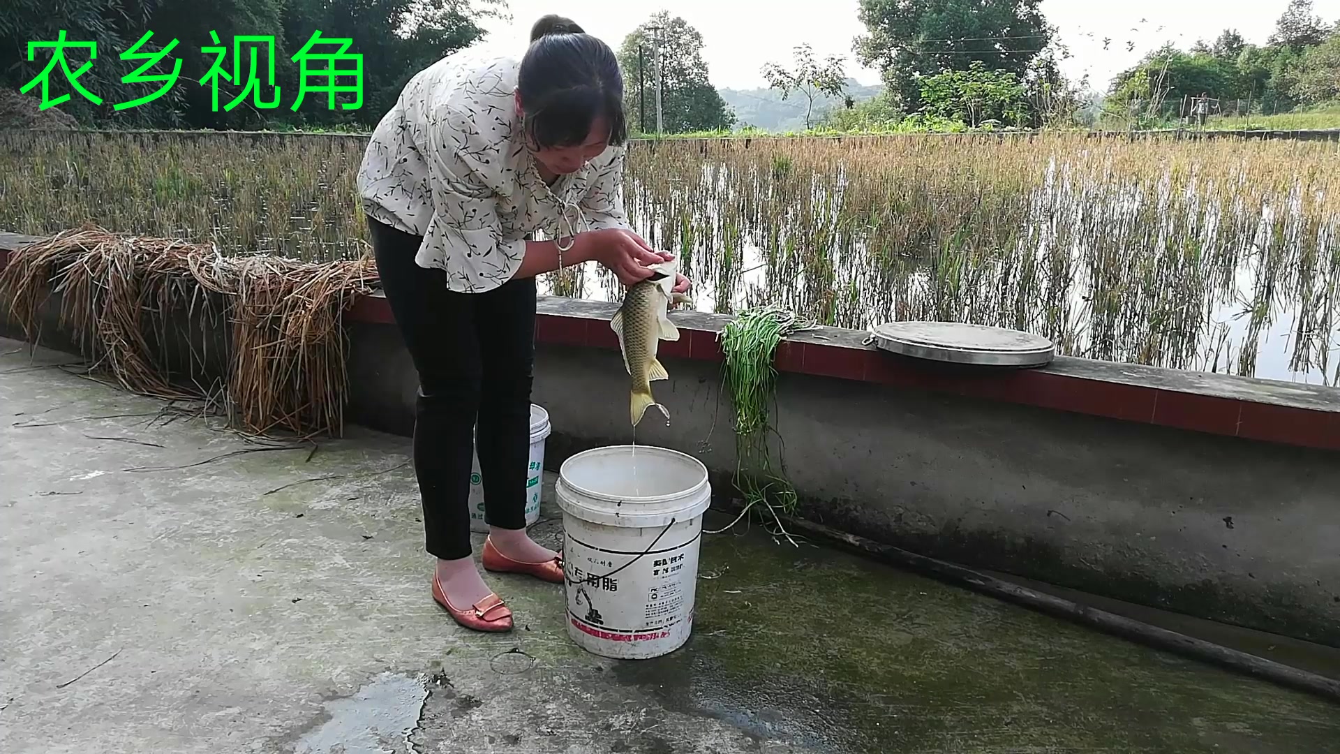 农村幺妹儿三小时钓到五六斤红尾鲫鱼,果然是巾帼不让须眉啊