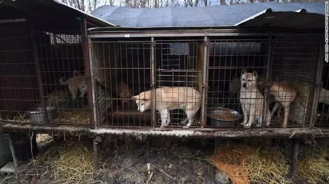 韩国关闭最大狗肉屠宰场