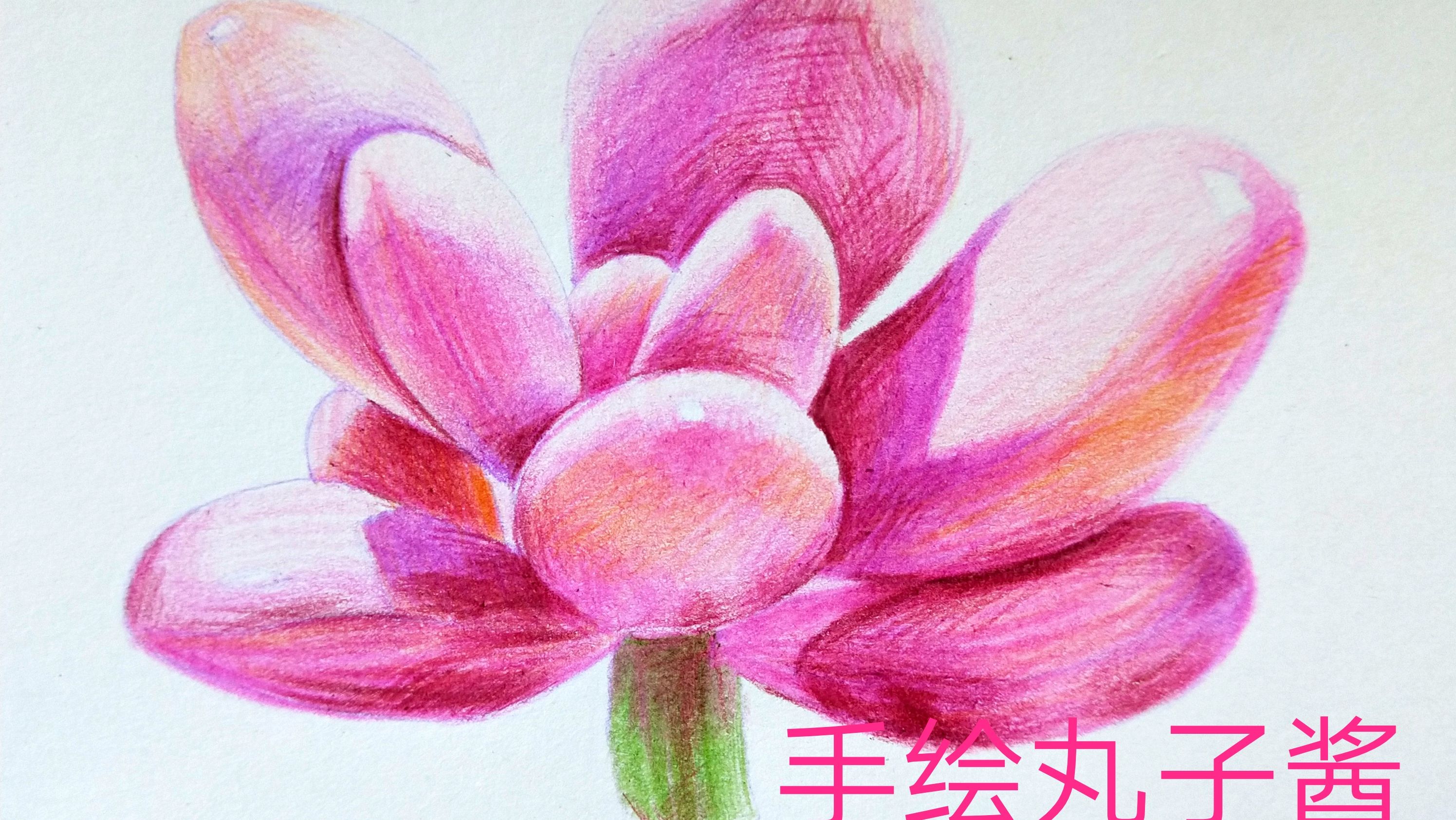 手绘彩铅多肉教程,新手必看简单易学