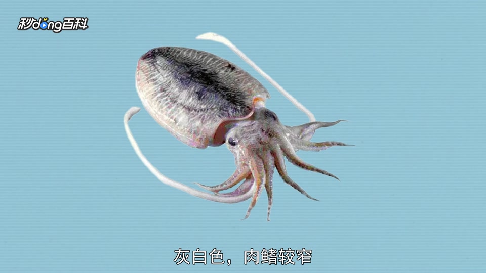 「秒懂百科」原来墨鱼长这样