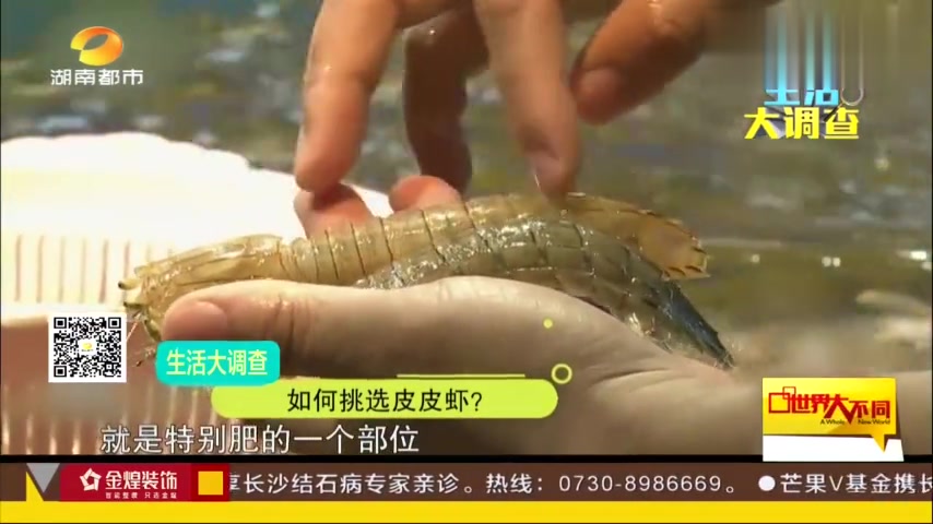 正是皮皮虾上市时节,4个方法教你如何挑选味道鲜美的皮皮虾!