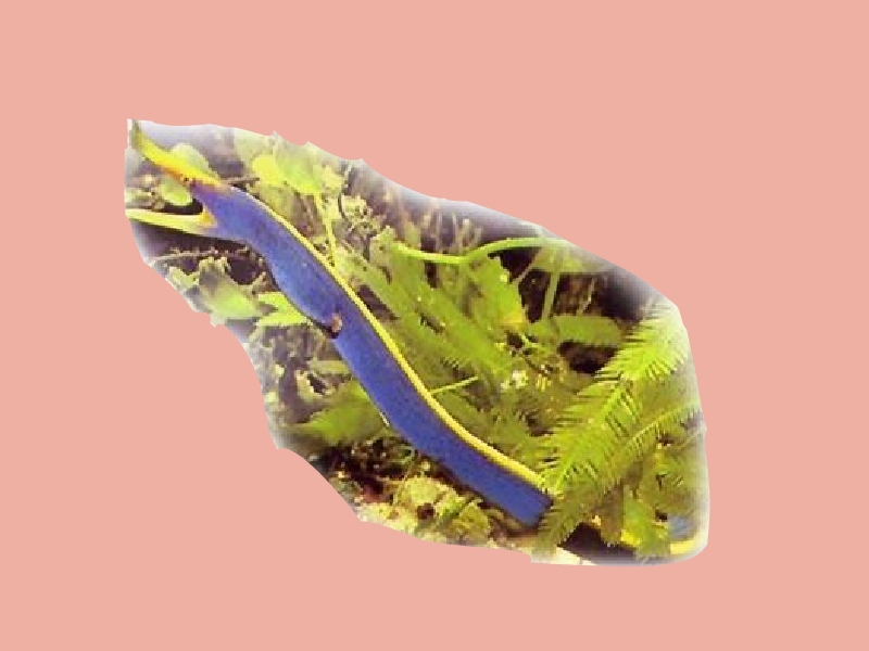 五彩鳗:原产于西太平洋