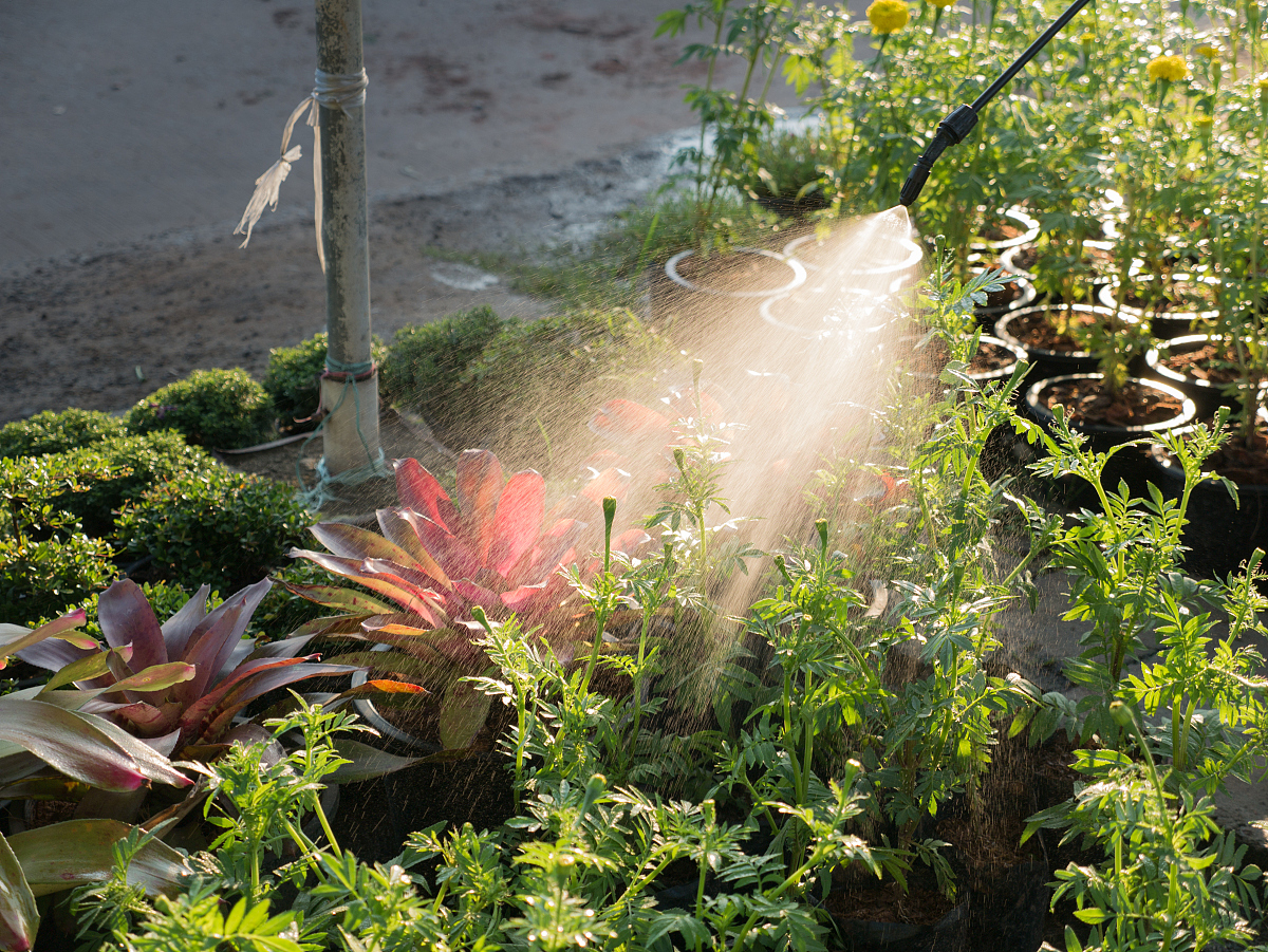 诸多研究表明缓释肥对水稻的增产作用显著高于传统肥。帮我改写一下这句话保持意思不变