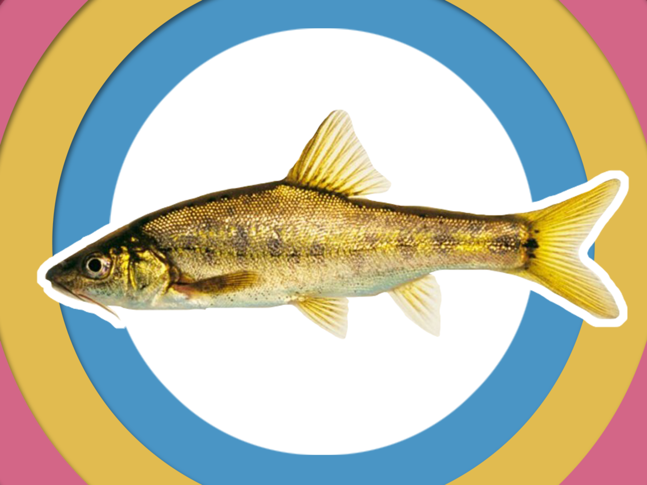 原来贵州金线鲃长这样