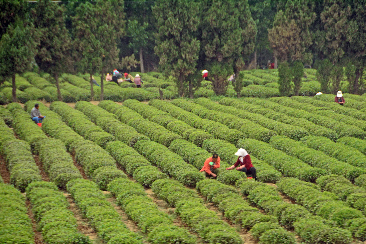 福建农林大学茶学专业怎么样