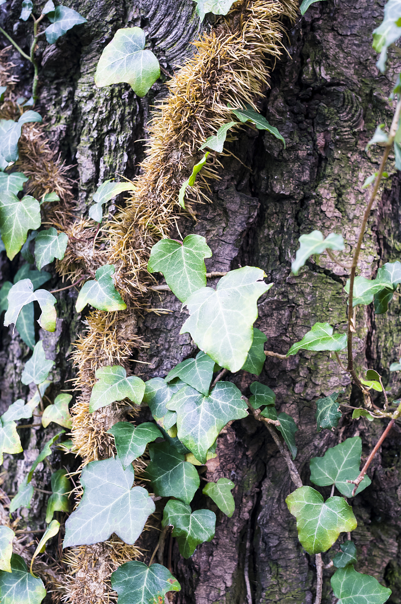 ivy