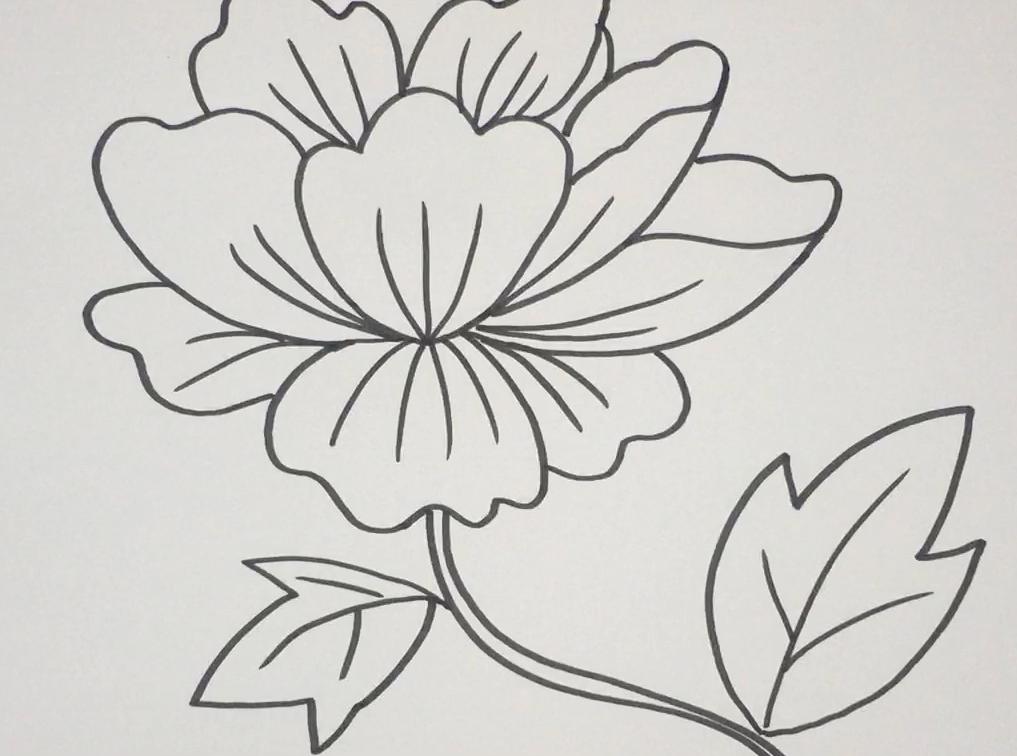 简笔画牡丹花 简单好学