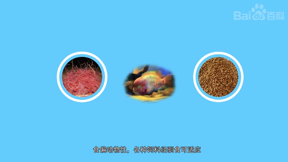 紫红火口鱼