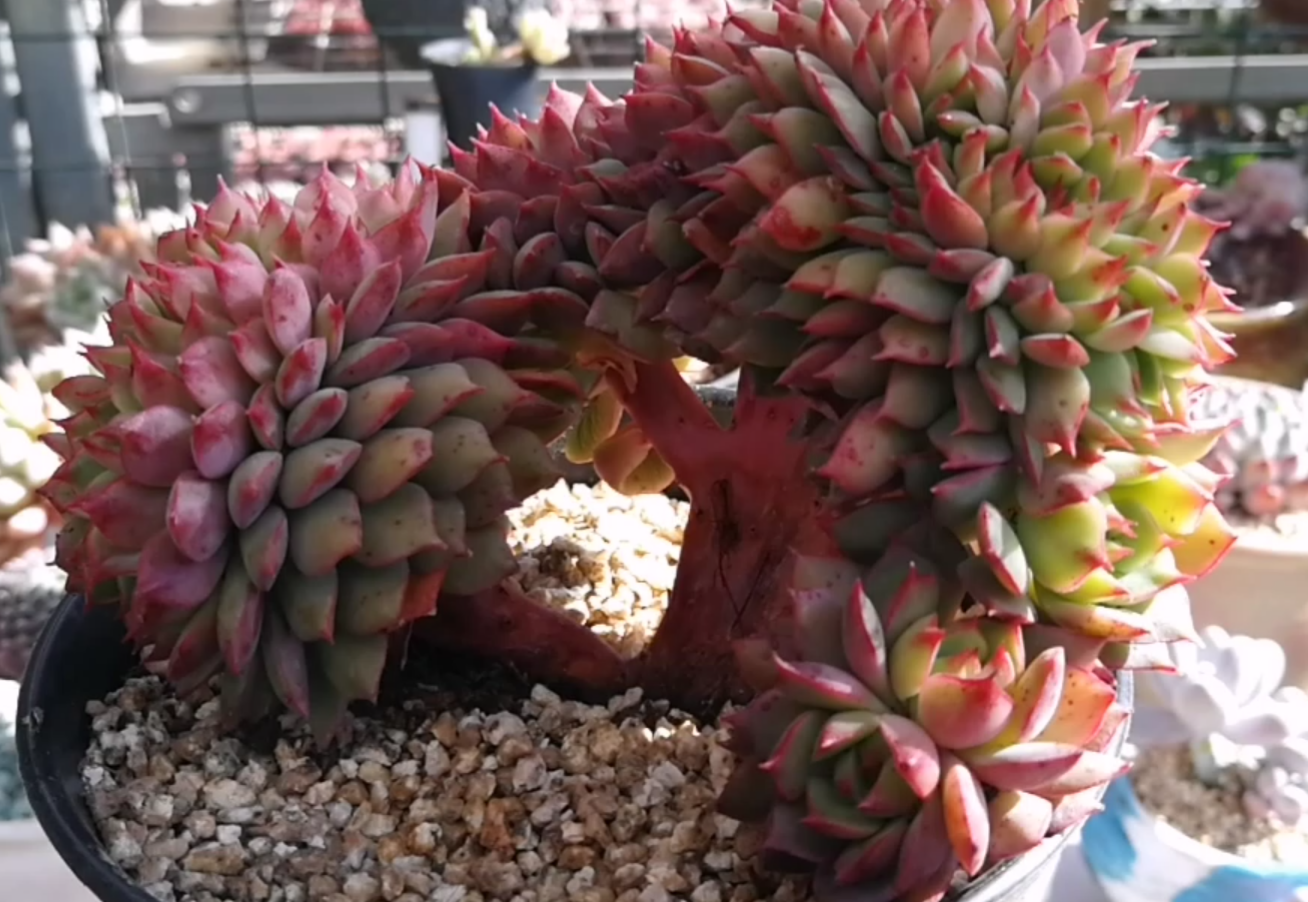 你肯定不知道的拉姆雷特缀化,造型漂亮颜值高!你喜欢吗?