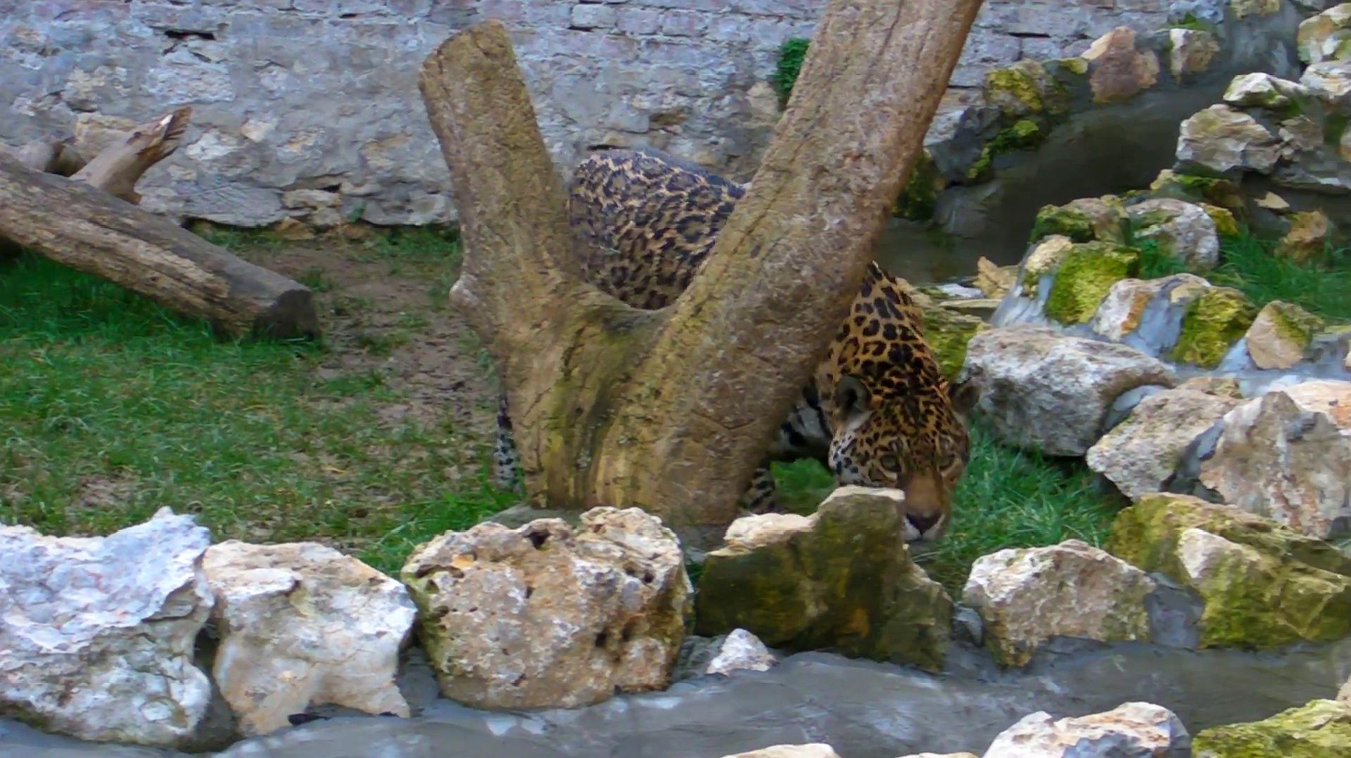 [图]猫科动物中的“全能”,所有猫科动物会的本领,它都擅长