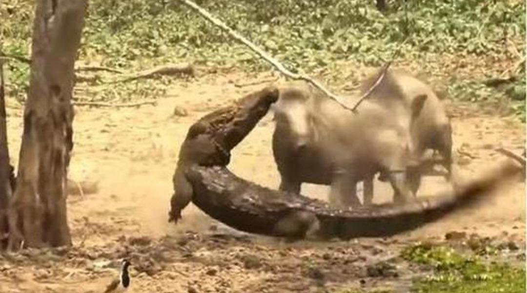 鳄鱼想要捕食小野猪,却遭到野猪父母的强势反击,镜头拍下全过程