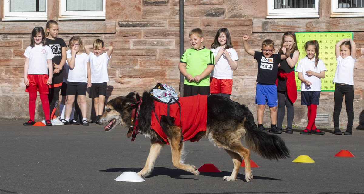 优秀学生党员申请书：思想、学习、专业、工作全面发展