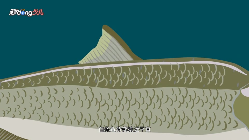 白条鱼和翘嘴鱼的区别