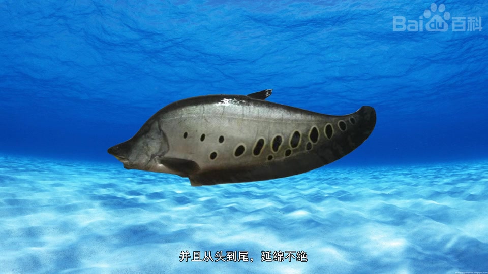 白氏铠甲弓背鱼