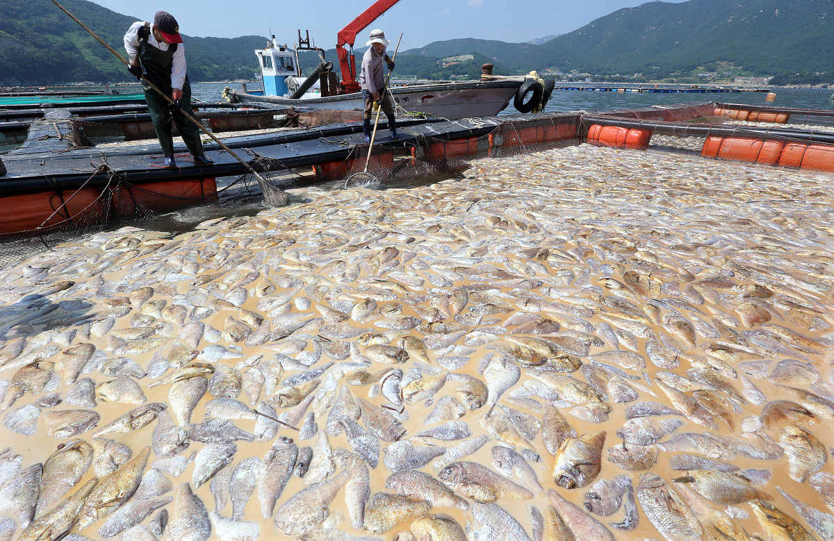 广东茂名化州的历史