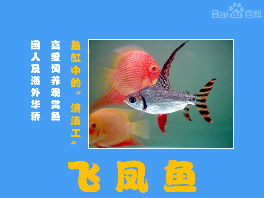 飞凤鱼:学名真唇脂鲤