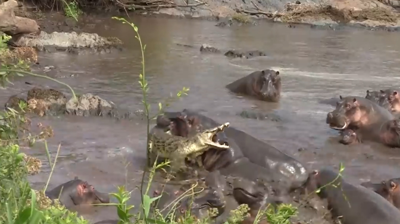 鳄鱼作死把一群河马当石头,踩在背上过河,河马生气了!