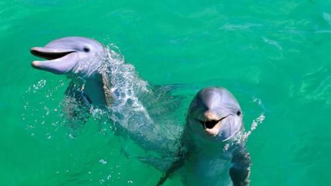 为什么鲨鱼从来都不吃海豚?其实并不是不想,而是有原因的!