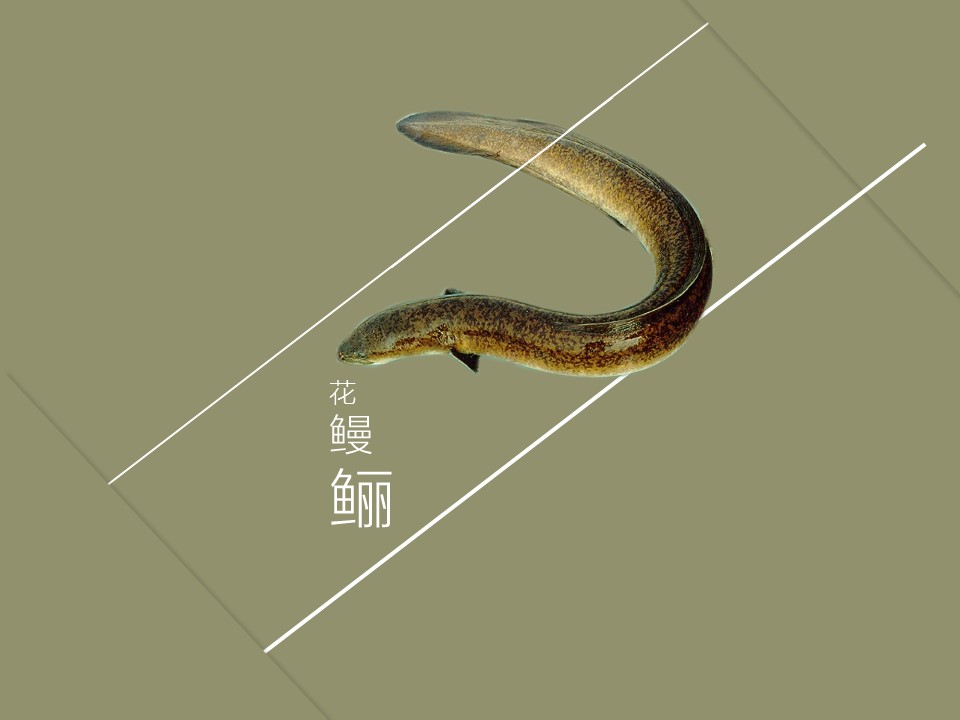 花鳗鲡:属鳗鲡目鳗鲡科