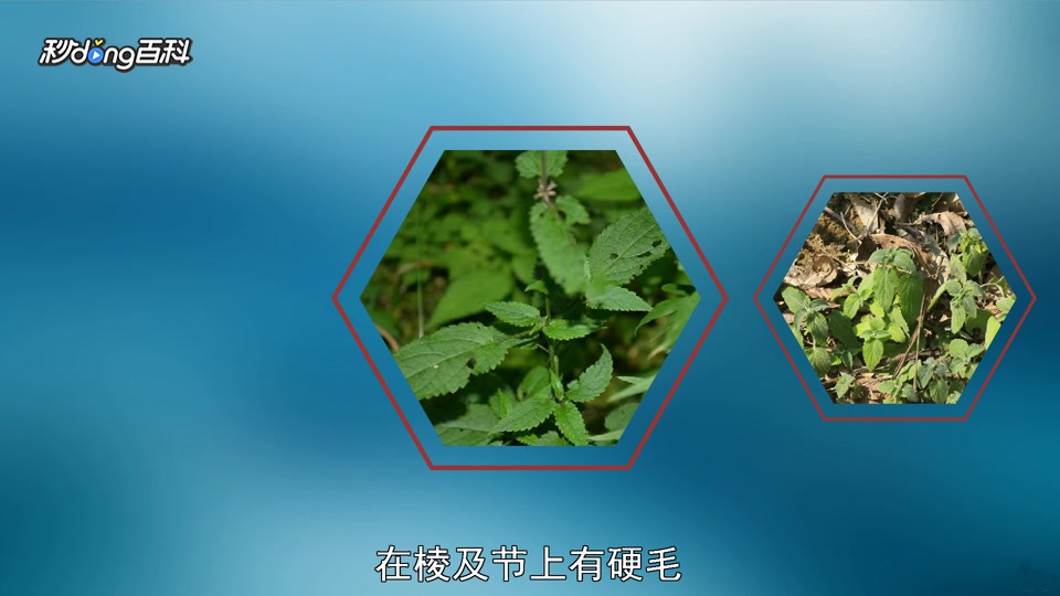 「秒懂百科」一分钟了解宝塔菜