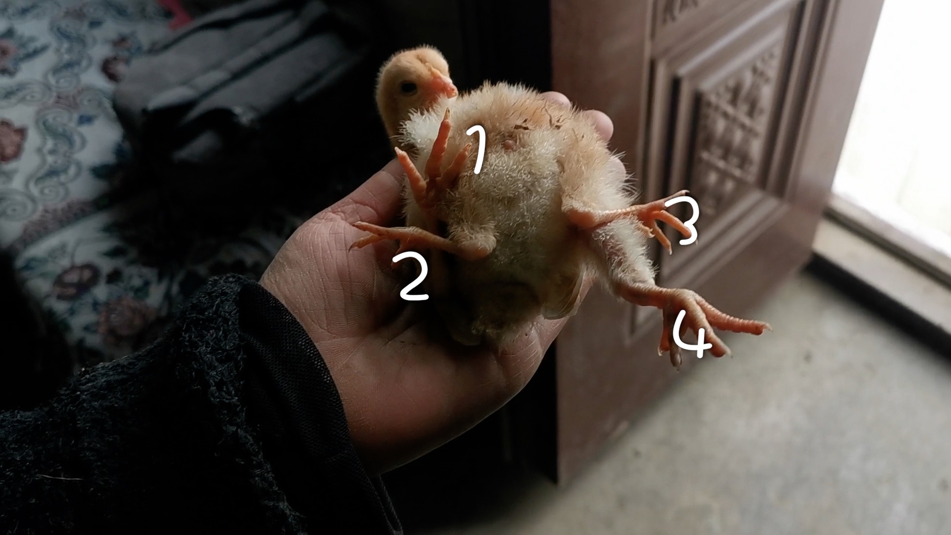 活久见!小鸡长出4条腿,十几年养殖户称第一次见:会养下去