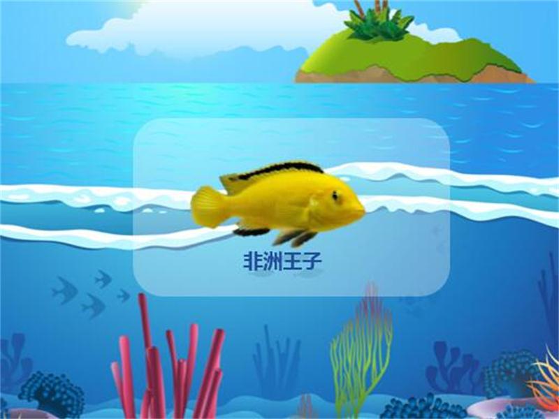 非洲王子:如同鲈鱼一般的典型的鲈形目的体型的鱼