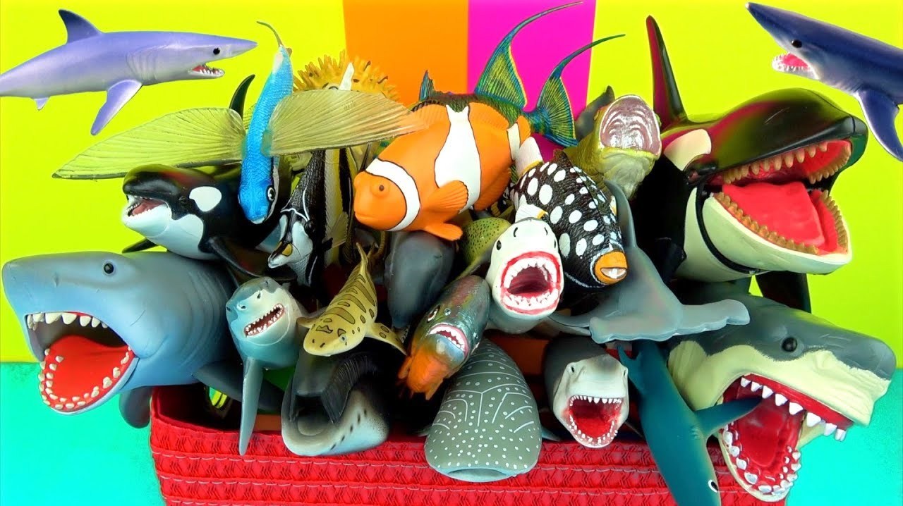 海洋动物玩具特辑认识不同的鱼类