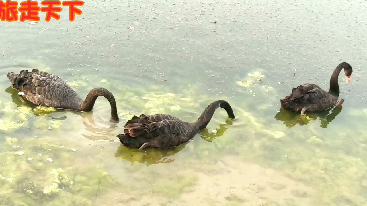 这些黑天鹅在吃什么呢?