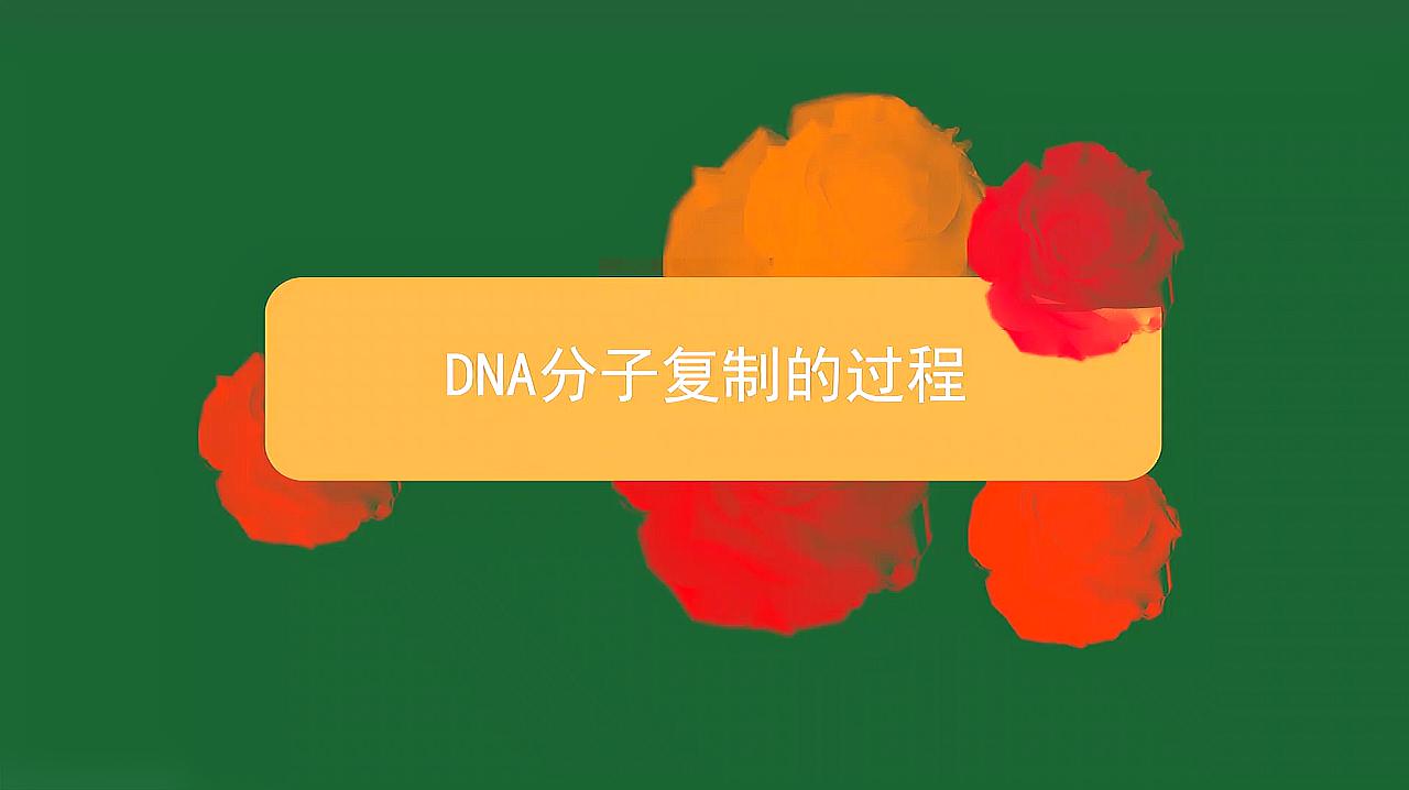 [图]DNA分子复制的过程