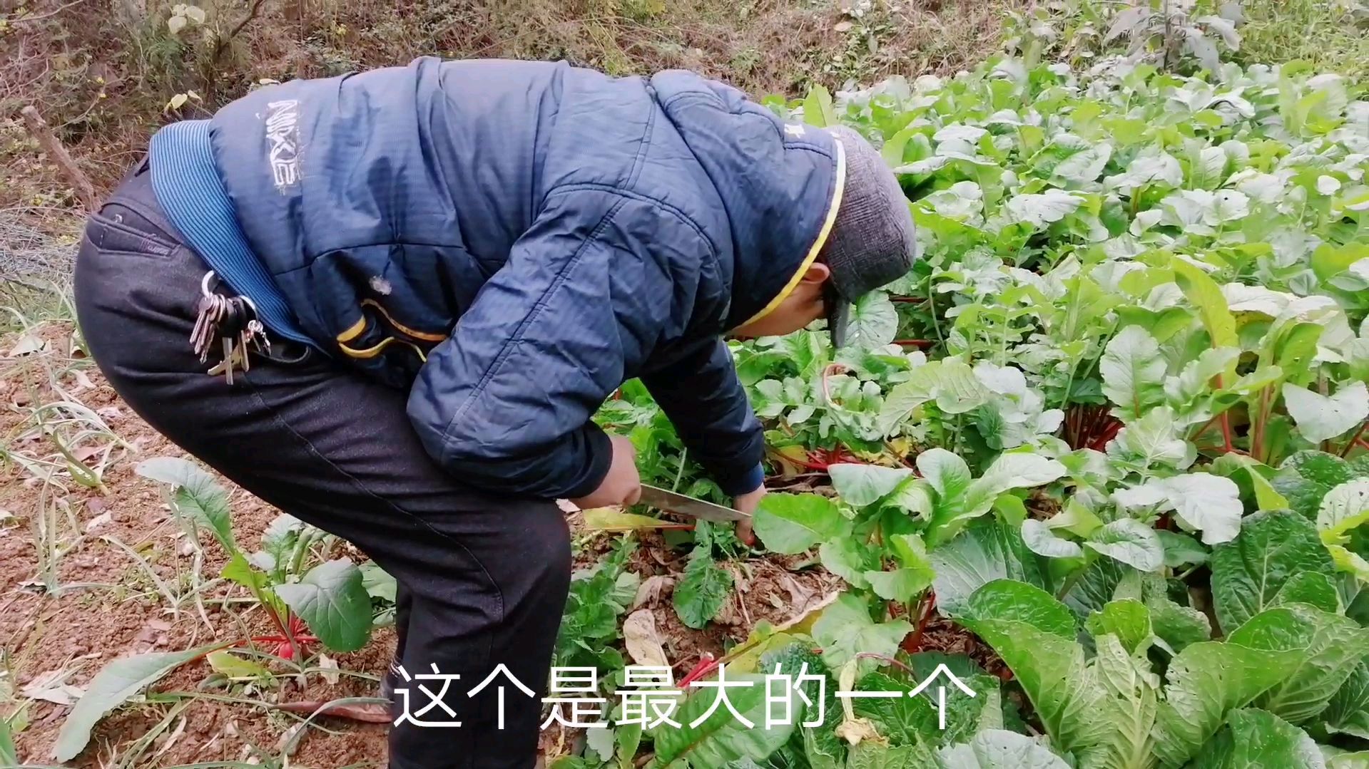 今天回到老家农村去看看,做了一个柴火灶的腊肉炖萝卜火锅吃