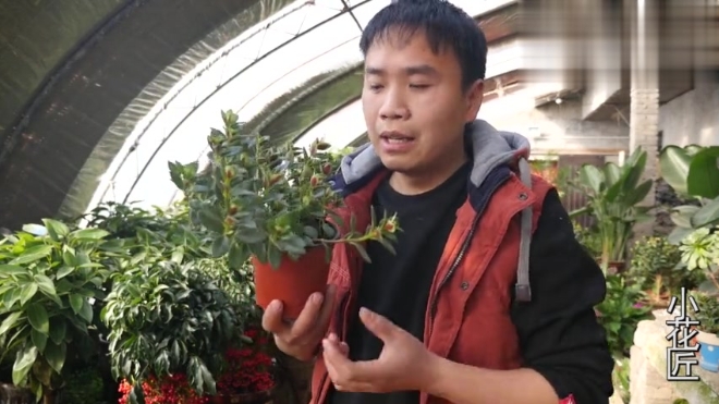 盆栽植物:花在盆中赏,鱼在草中游,你也可以养的花开爆盆