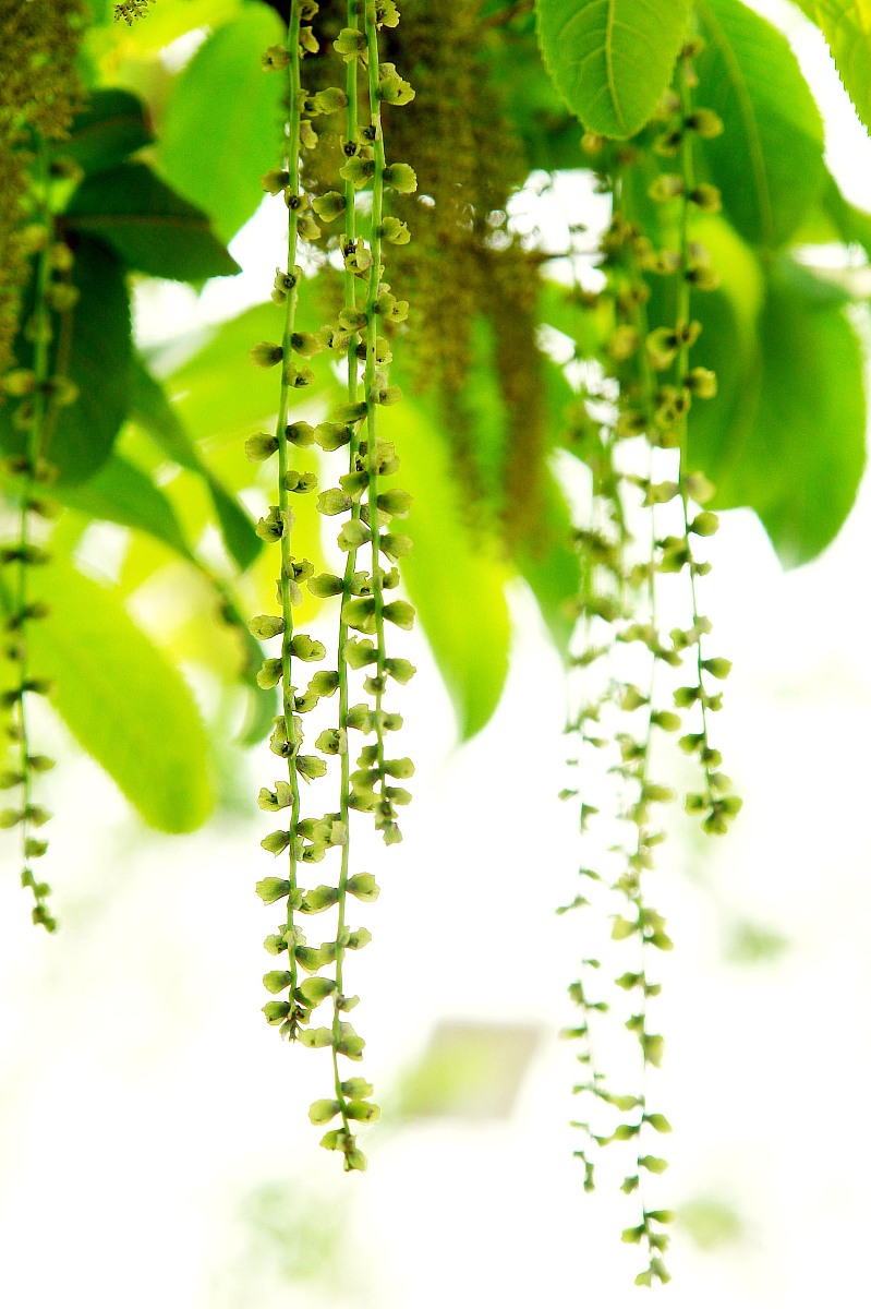 云南省林业高级技工学校中草药种植专业解读 - 培养未来中草药种植人才