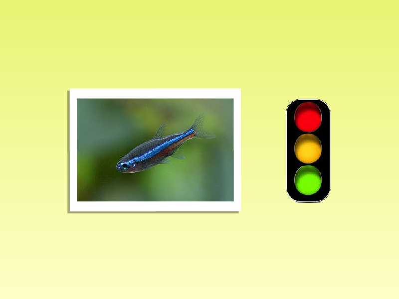 绿莲灯鱼:绿莲灯鱼,学名斯氏拟唇齿脂鲤