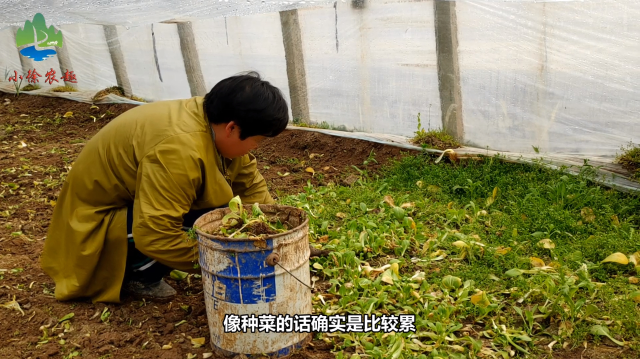 种菜的农民有多辛苦?说出来你可能不信,凌晨一点就需要去卖菜