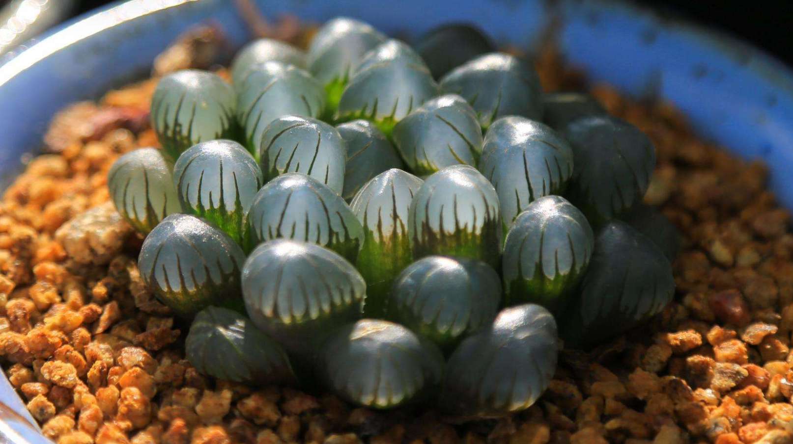 多肉植物玉露养护其实并不难,这样养护玉露更加饱满透亮