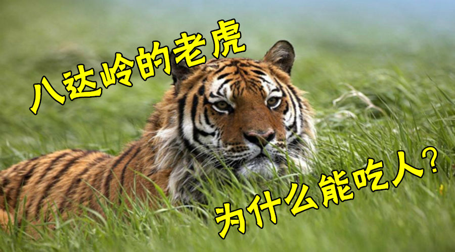 玩与成长特辑04 八达岭的老虎为啥能伤人?