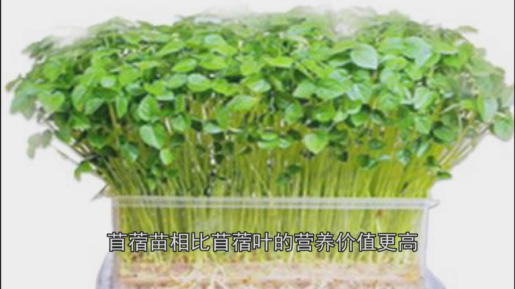 这些蔬菜发芽营养倍增,而很多人不知道,白白丢了太可惜!