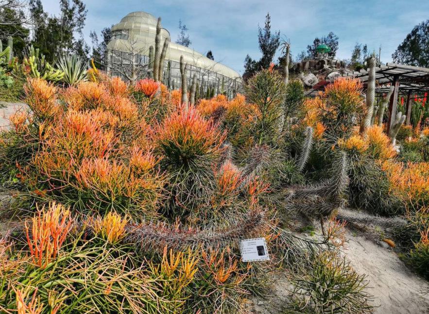 世界上最大的多肉红珊瑚,长达10米,太壮观了!