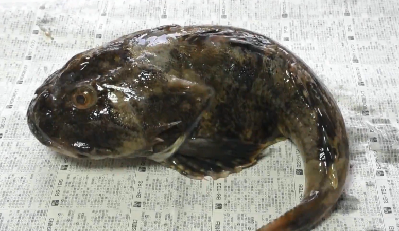 关于一头杜父鱼如何吃,日本人给出了这种答案!