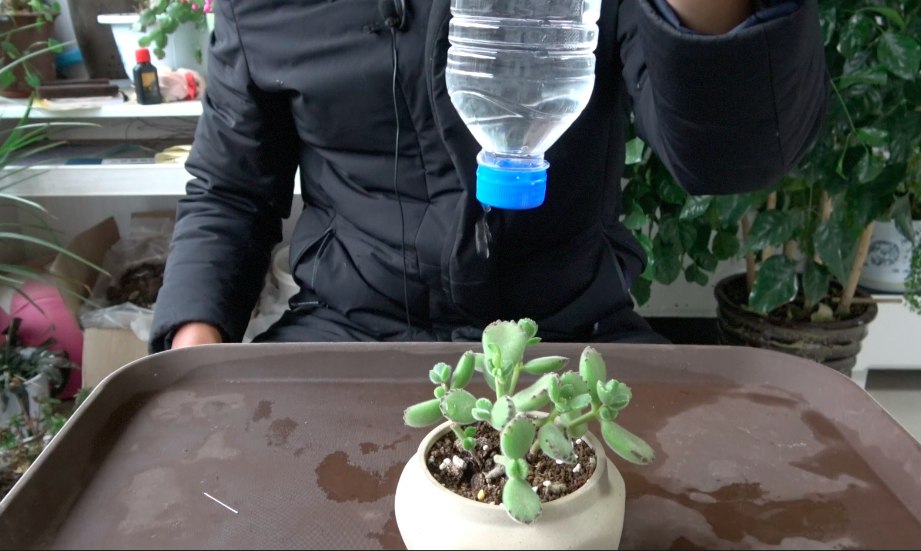 春节回家花没人浇?教你用矿泉水瓶做一个自动浇花神器!
