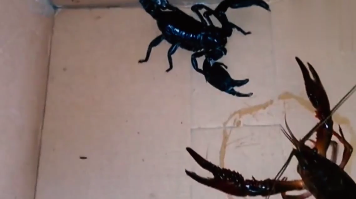蝎子vs龙虾,这俩货真怂