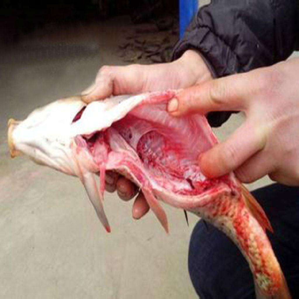 鱼身上这3个部位最好不要吃,误食1口可能就要了小命,别不当回事