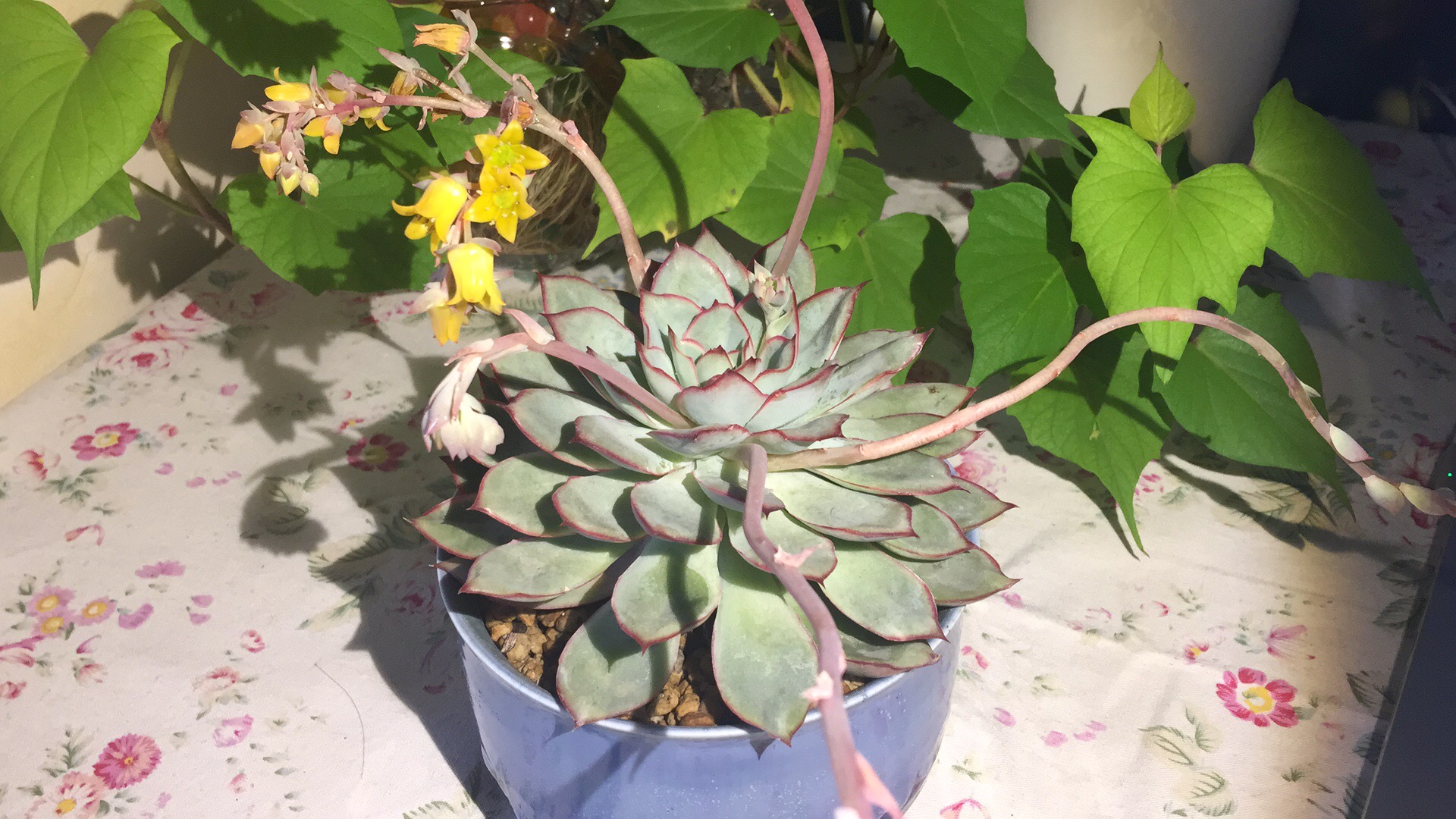 月光女神多肉植物开花时一定要做的几点