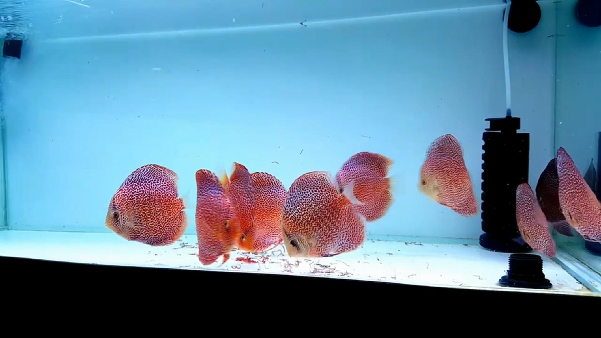 七彩神仙鱼吃红虫都不急,都说很难养,难道要挂了?