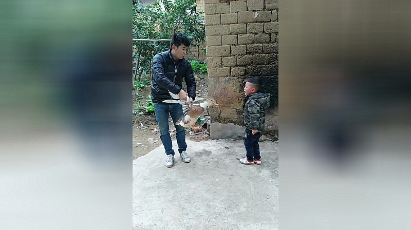 爸爸准备杀鸭子,孩子哭泣着不让杀,真让人心疼!