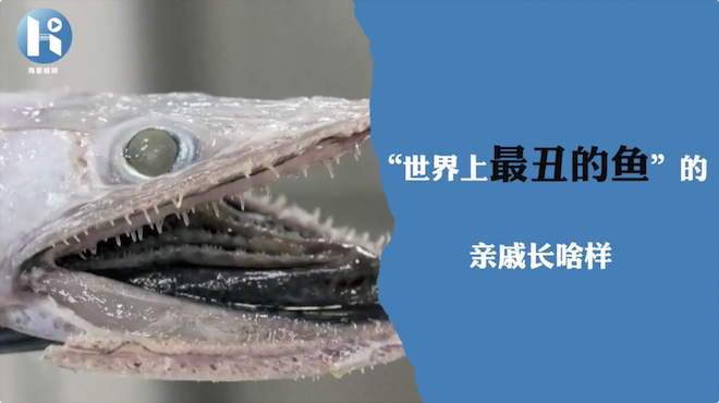 “世界上最丑鱼”的亲戚长啥样