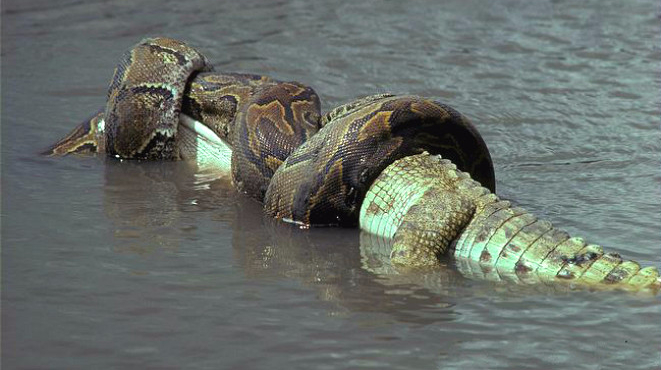 4米长蟒蛇vs鳄鱼,分分钟鳄鱼被蟒蛇吞进肚里!