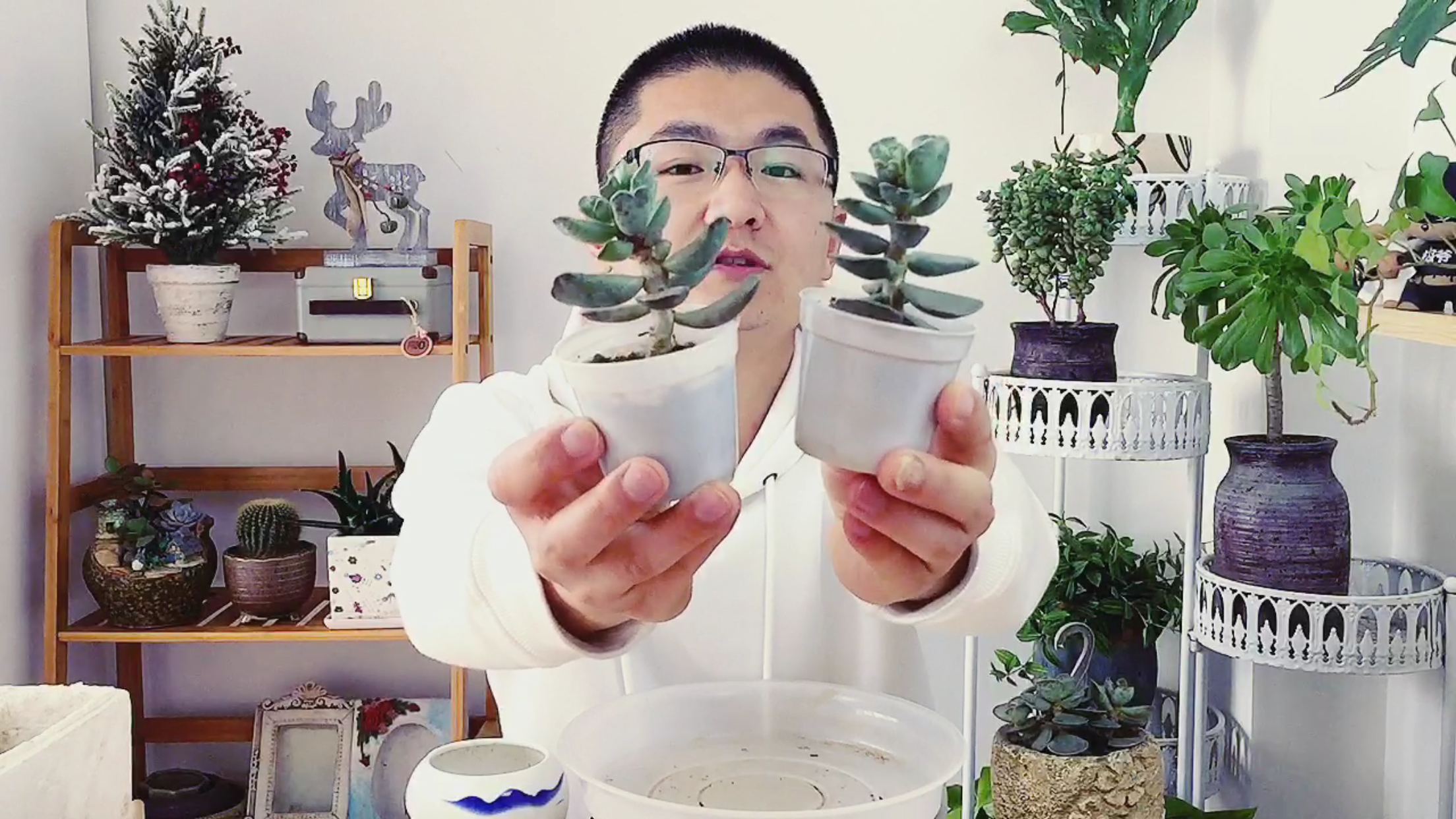养花花盆太重要了!好的花盆种上徒长的多肉植物也能高大上